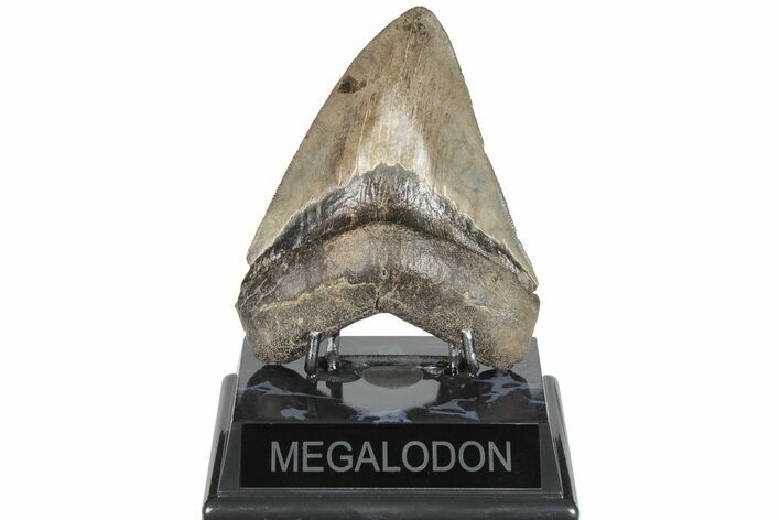 Serrated, 4.82" Fossil Megalodon Tooth - Brown Coloration
